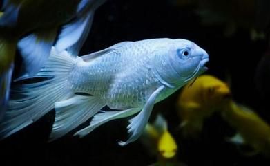 冬季蝴蝶鯉換水注意事項，冬季蝴蝶鯉換水注意事項，冬季蝴蝶鯉換水避免刺激技巧