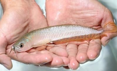 買銀龍魚的品相怎么看（銀龍魚品相鑒別）