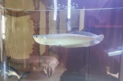 買銀龍魚的品相怎么看（銀龍魚品相鑒別）