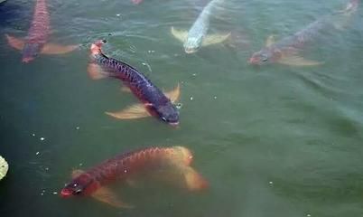 龍魚水面游（龍魚在水面上游可能由多種因素引起，解決方法及解決方法）