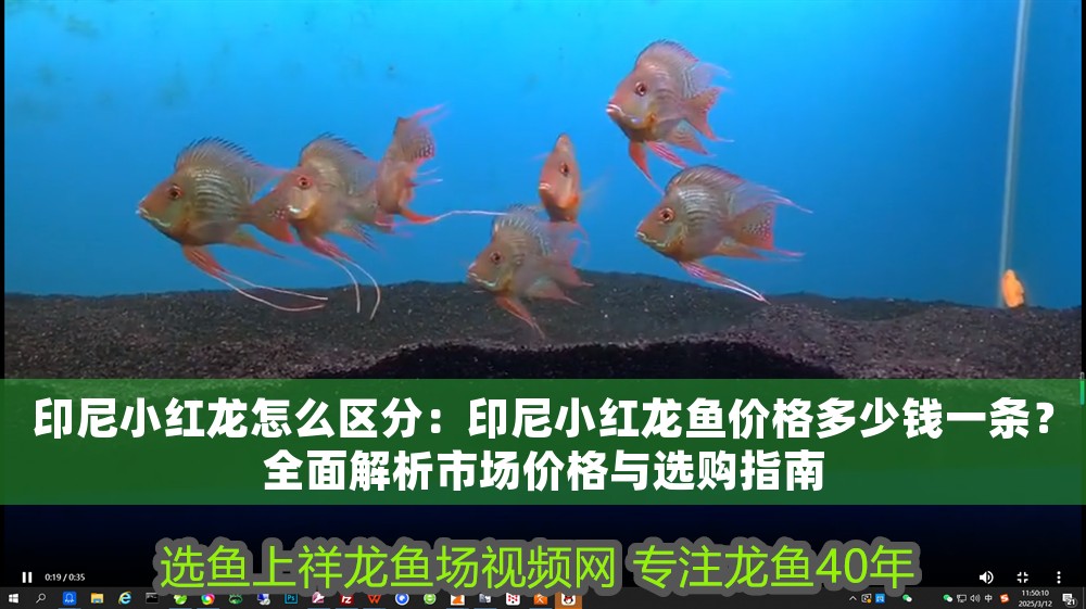 印尼小紅龍怎么區分：印尼小紅龍魚價格多少錢一條？全面解析市場價格與選購指南