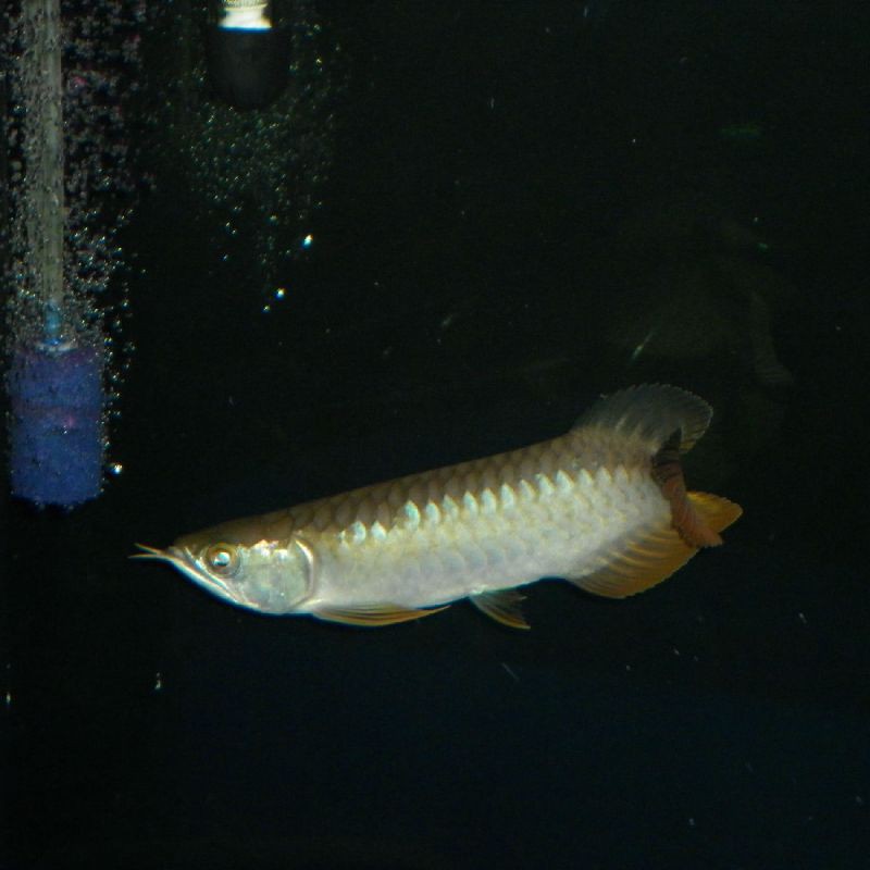 紅背金龍魚繁殖后如何照顧幼魚？ 紅背金龍魚繁殖后如何照顧幼魚？ 龍魚百科 第4張
