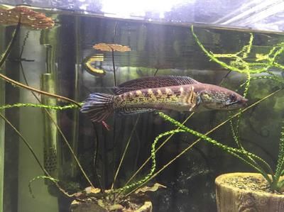 龍魚吃活蝦，龍魚吃活蝦有什么好處，注意事項