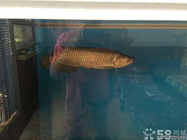 石家莊龍魚祥龍魚場，石家莊龍魚祥龍魚場養殖技術分享