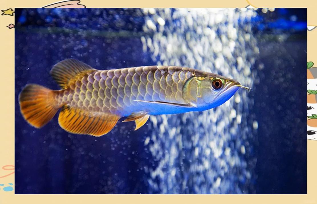 金龍魚20cm有多大年齡的