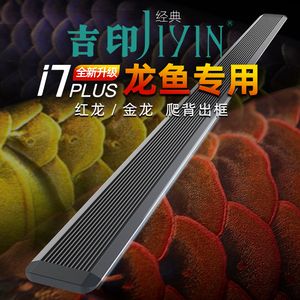 紅龍魚發色前兆有哪些癥狀（紅龍魚發色的秘密原來是這些紅龍魚發色的秘密原來是這些）