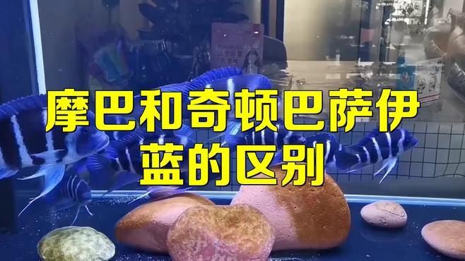 摩巴和奇頓巴薩伊藍的區別