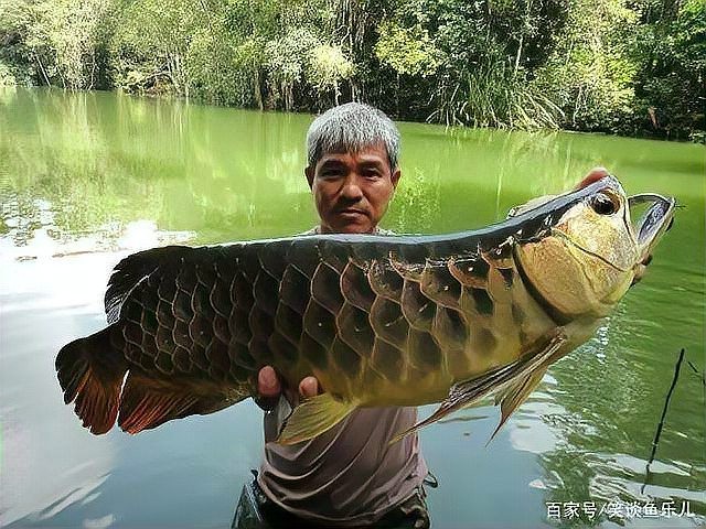 龍魚可以吃草魚苗嗎