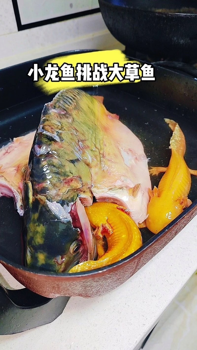 龍魚可以吃草魚苗嗎