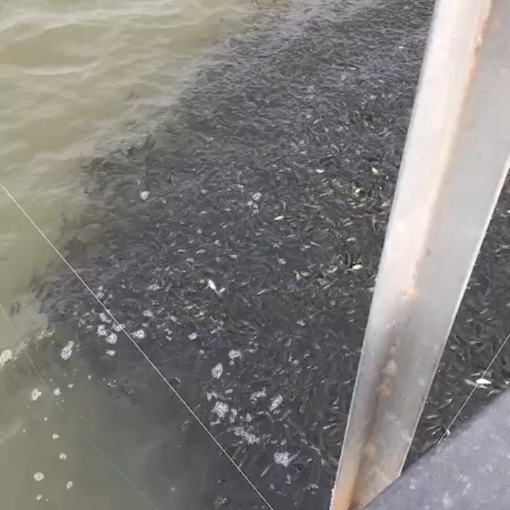 龍魚可以吃草魚苗嗎