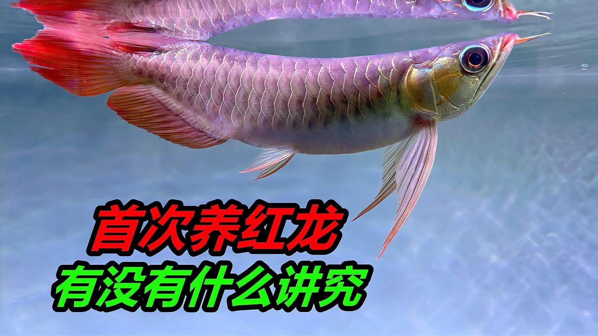 印尼辣椒紅龍魚圖片