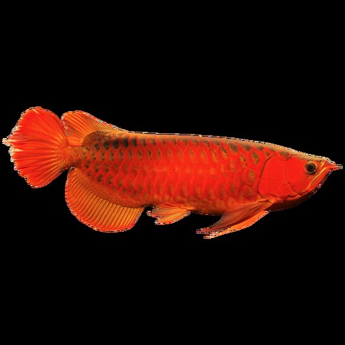 印尼辣椒紅龍魚圖片