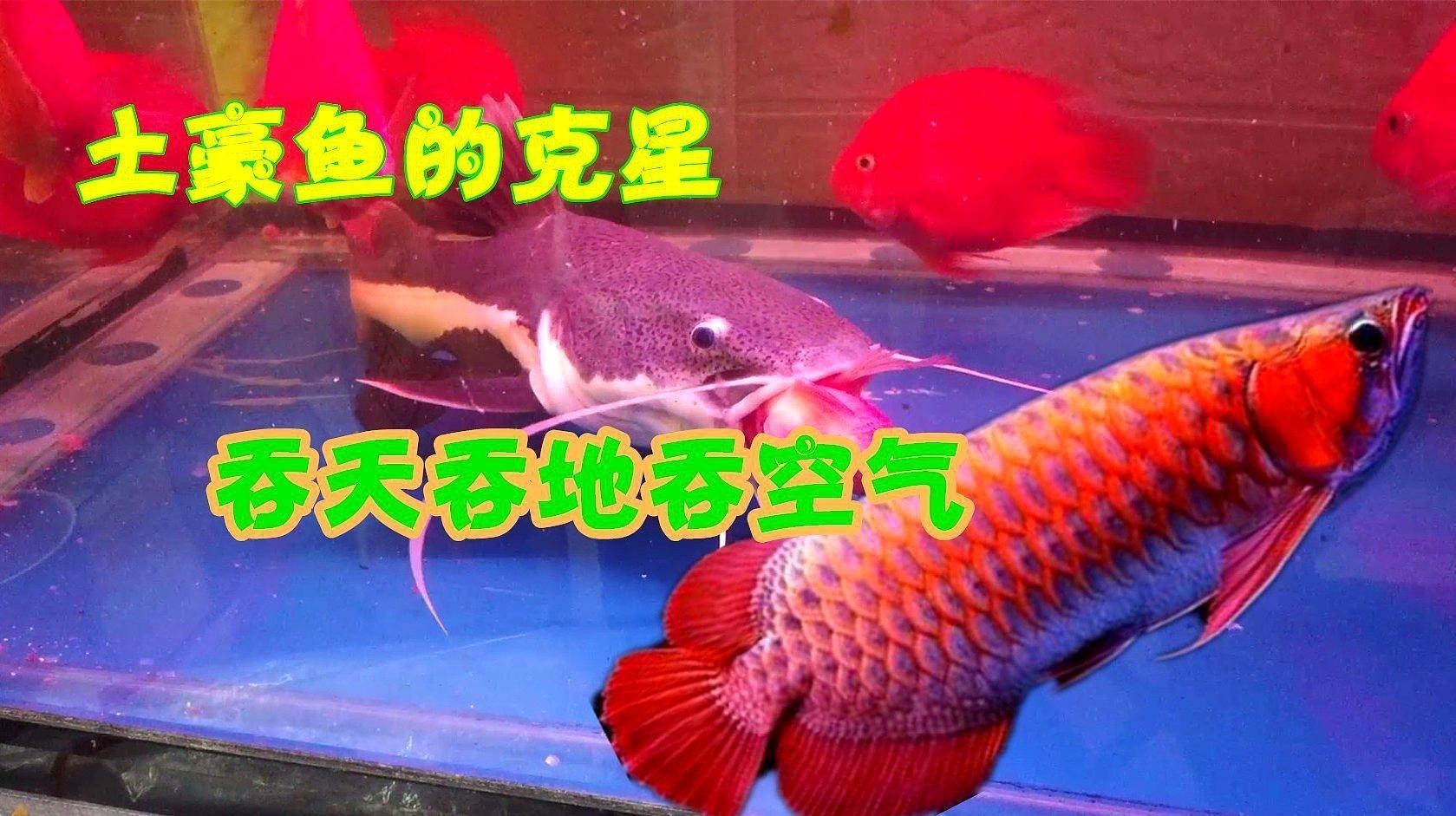 印尼辣椒紅龍魚圖片