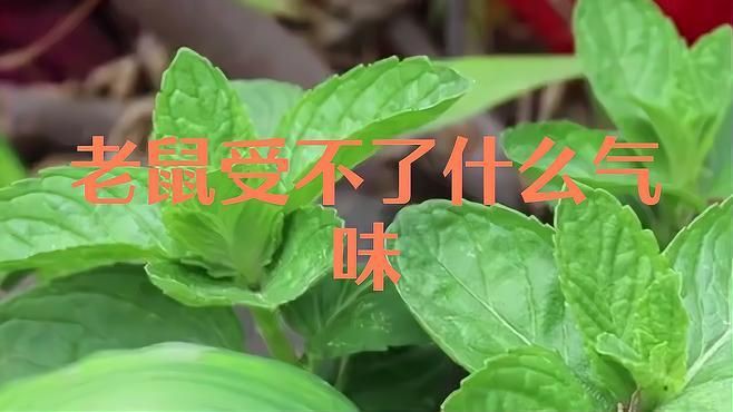 老鼠最忌三種氣味