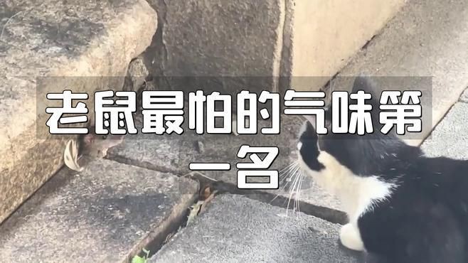 老鼠最忌三種氣味