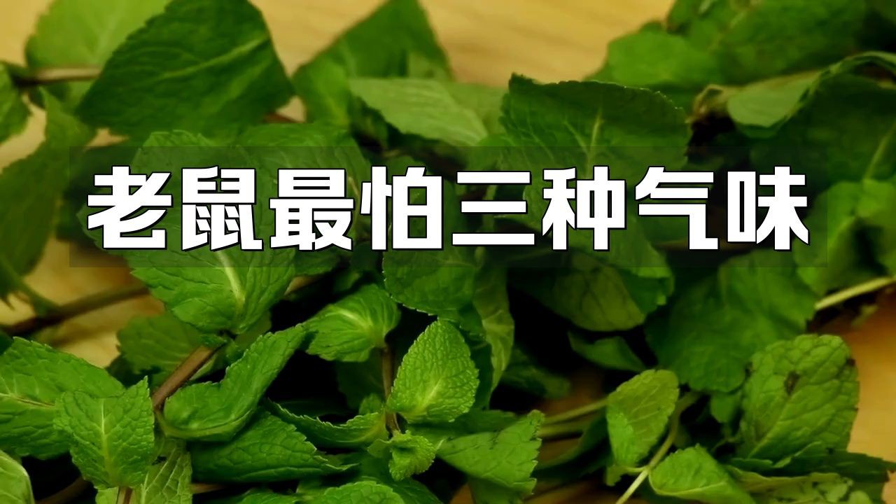 老鼠最忌三種氣味