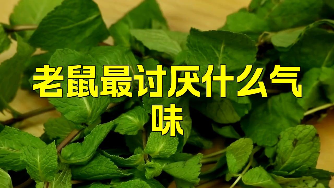 老鼠最忌三種氣味