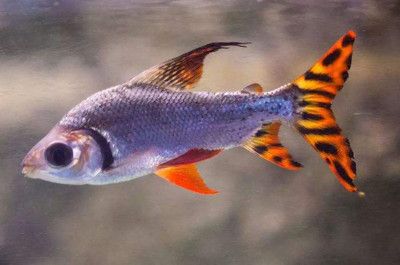 龍魚最多能活幾年：龍魚的壽命在自然狀態下可以達到30-40年以上
