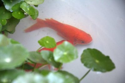 養紅龍魚的意義（養紅龍魚的意義是什么）