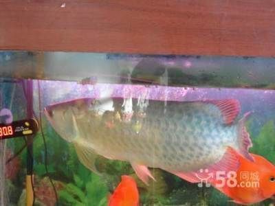 龍魚限制進口的原因（關于龍魚的進口限制）