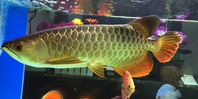 龍魚養幾條不打架：龍魚混養隔離板使用技巧