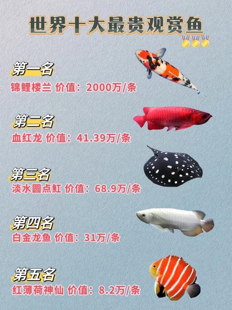 龍魚百度百科大全圖片