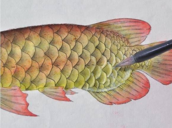 工筆金龍魚(yú)的畫(huà)法步驟（工筆畫(huà)--《睡蓮金龍魚(yú)》繪制步驟）