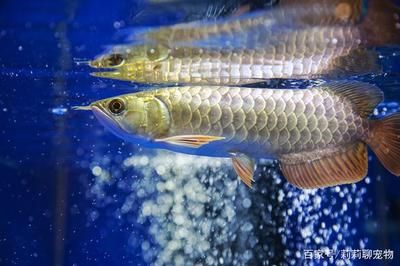 龍魚脫肛怎么治療（如何治療龍魚脫肛）