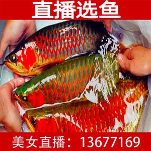 紅龍魚魚苗批發(fā)價格多少：紅龍魚魚苗批發(fā)價格