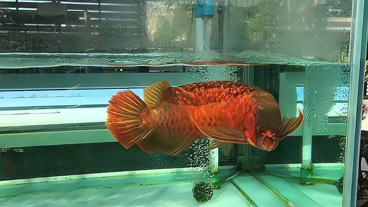 龍魚發色的三個階段是什么意思