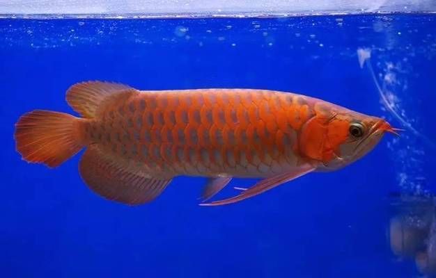 龍魚突然暴斃：如何預防龍魚突然暴斃