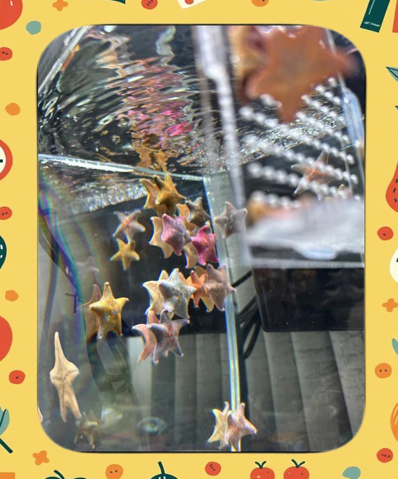 淡水海龍魚的圖片大全大圖