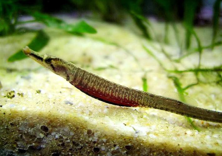 淡水海龍魚的圖片大全大圖