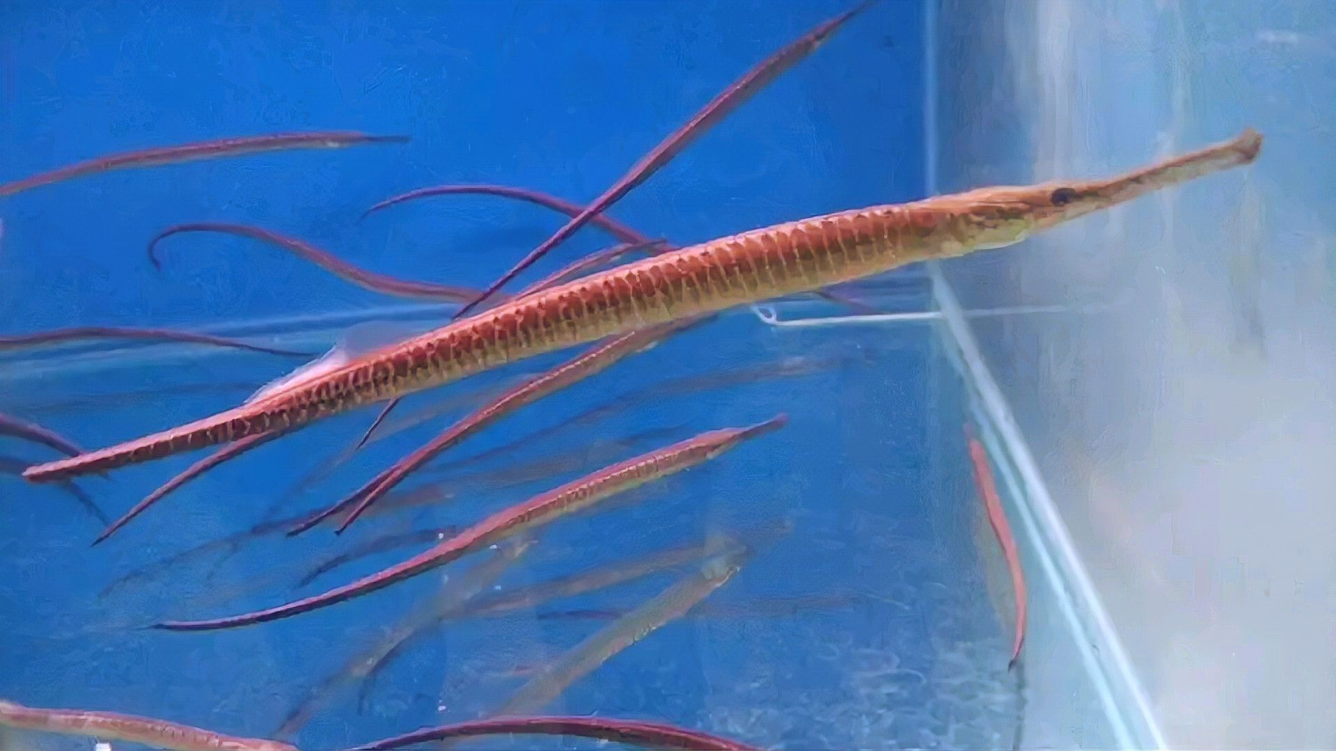 淡水海龍魚的圖片大全大圖