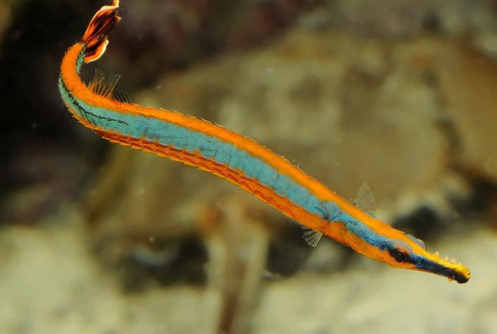 淡水海龍魚的圖片大全大圖