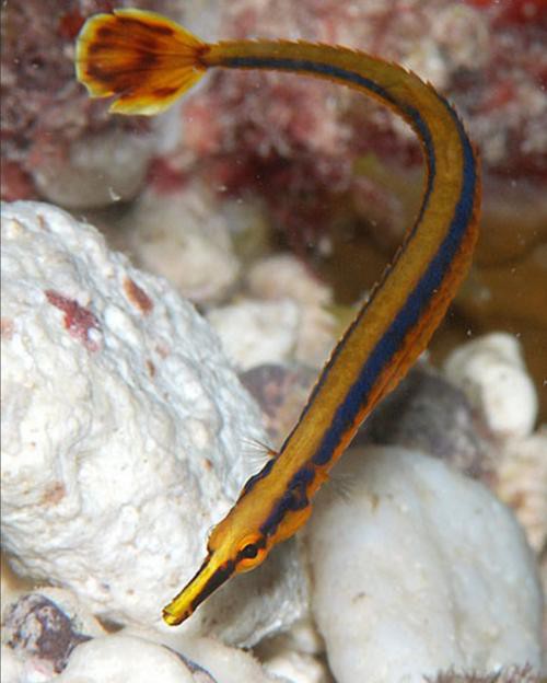 淡水海龍魚的圖片大全大圖