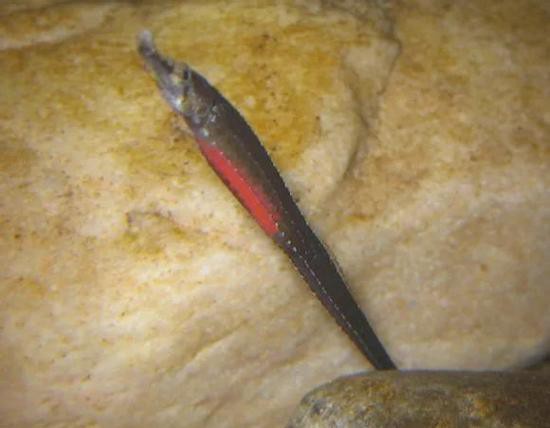 淡水海龍魚的圖片大全大圖