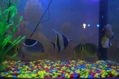 龍魚需要什么顏色的燈光才能養：飼養龍魚需要什么顏色的燈光才能養龍魚的健康和美觀