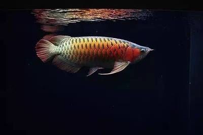 龍魚在低溫下的表現和應對策略：關于龍魚在低溫下的表現及應對策略的一些信息