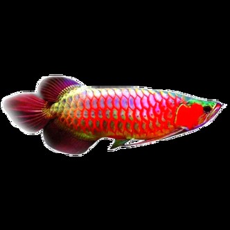 馬來西亞龍魚和新加坡龍魚的區別圖片大全