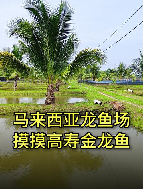 馬來西亞龍魚和新加坡龍魚的區別圖片大全
