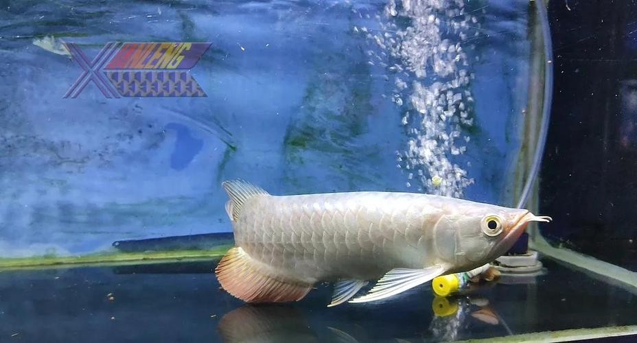 馬來西亞龍魚和新加坡龍魚的區別圖片大全