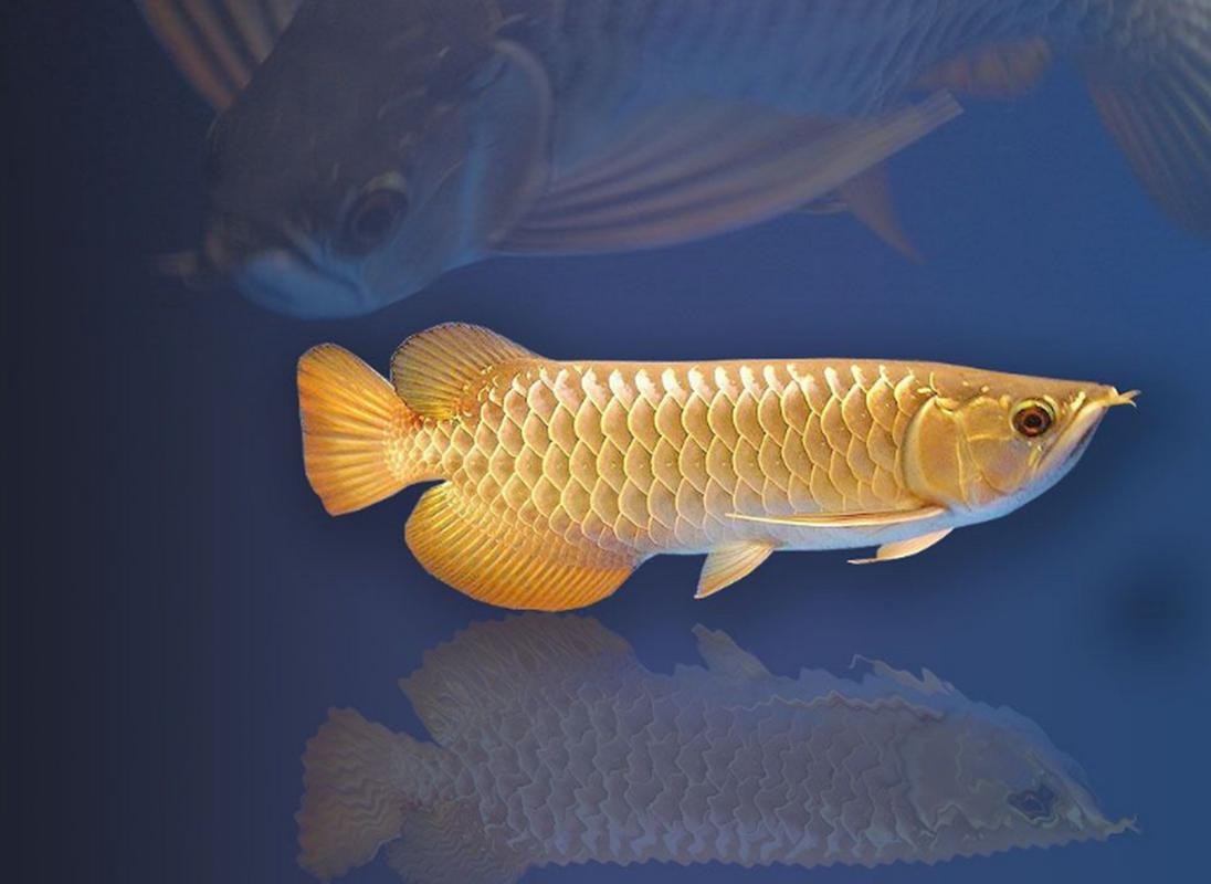 馬來西亞龍魚和新加坡龍魚的區別圖片大全