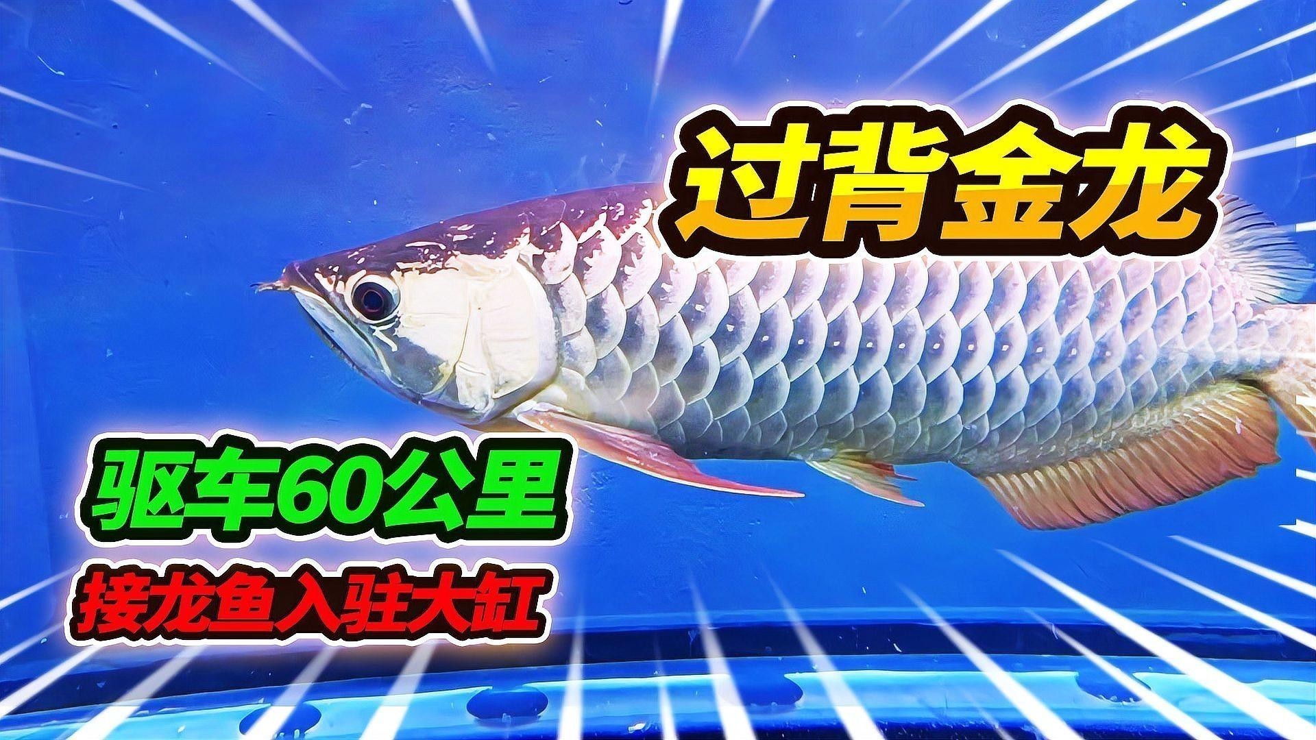 馬來西亞龍魚和新加坡龍魚的區別圖片大全