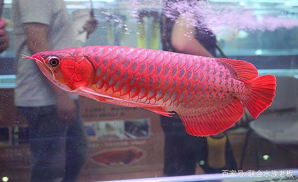 如何選擇可靠的紅龍魚商家？