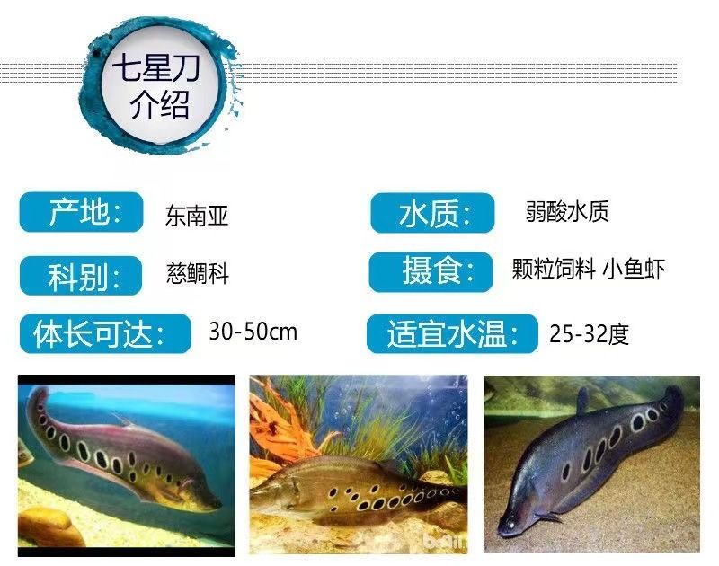 龍魚的飼料七星刀魚能吃嗎圖片：七星刀魚的飼養(yǎng)要求和混養(yǎng)注意事項