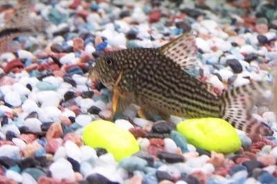 龍魚的飼料七星刀魚能吃嗎圖片：七星刀魚的飼養(yǎng)要求和混養(yǎng)注意事項