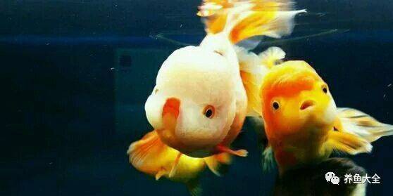 感染外寄生蟲后，龍魚能自愈嗎？