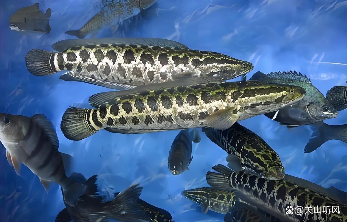 黑魚 魚缸 龍魚怎么養活的 黑魚 魚缸 龍魚怎么養活的 龍魚百科 第4張