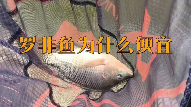 羅非魚跌破3元斤